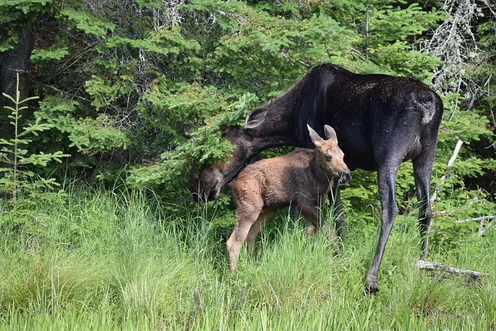 Un'alce femmina e il suo piccolo in piedi nell'erba alta vicino agli alberi.